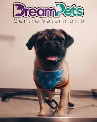 Dream Pets